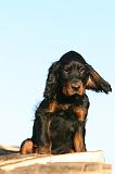 SETTER GORDON 002